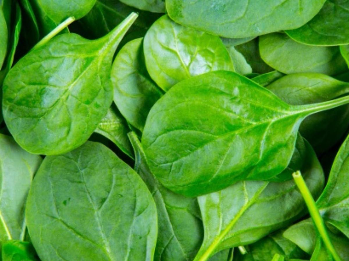 Spinach and Cranberry Salad Healthy Recipe